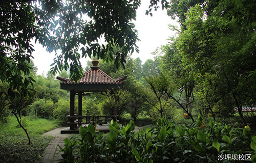 重慶知行衛(wèi)生學(xué)校沙坪壩圖片、照片