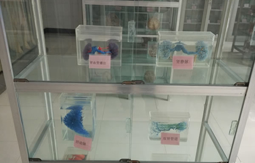 重慶知行衛(wèi)生學(xué)校實訓(xùn)設(shè)備圖片