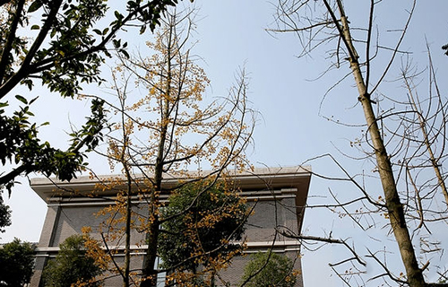 重慶財政學(xué)校之秋圖