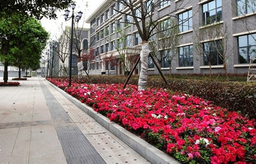 重慶財政學(xué)校之映山紅