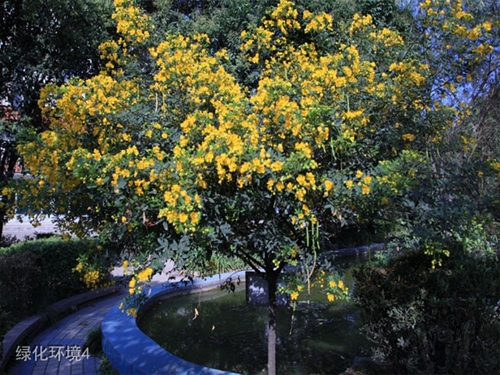貴州盤江技校(貴州盤江投資控股集團有限公司技工學校)綠化環(huán)境4