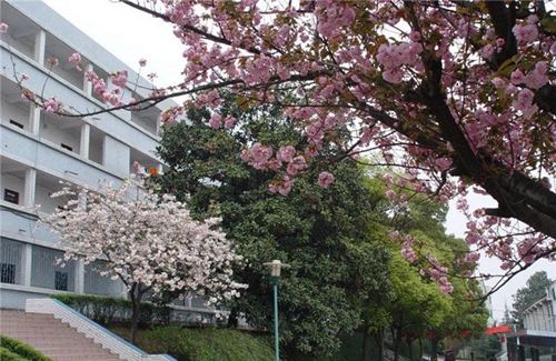 貴州交通技師學院(貴州省交通運輸學校)春天桃花開