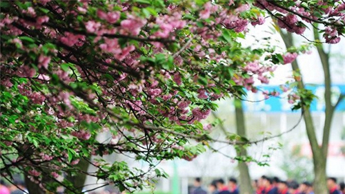 貴州鐵路技師學(xué)院(貴陽鐵路工程學(xué)校、貴陽鐵路高級技工學(xué)校)和尚坡校區(qū)春景