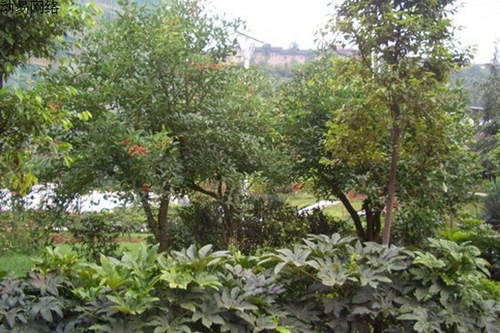 古藺縣職業(yè)高級中學(xué)校（古藺職高）風(fēng)采展示1