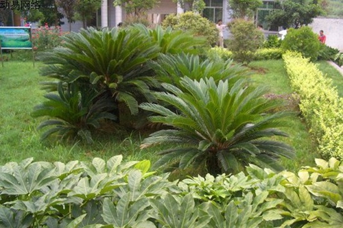 古藺縣職業(yè)高級中學(xué)校（古藺職高）校園綠化