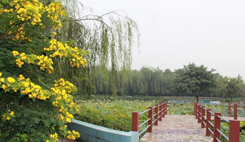 四川大學附設華西衛(wèi)生學校（成都華西衛(wèi)校）美麗的植物