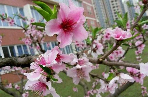 四川護(hù)理職業(yè)學(xué)院校園景色