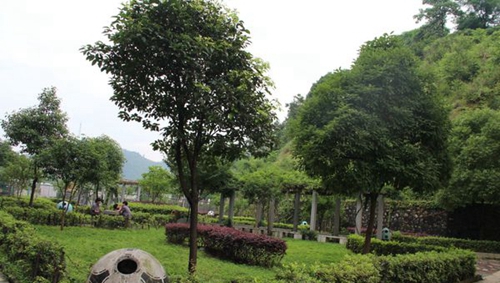 貴州省電子信息高級技工學(xué)校小花園