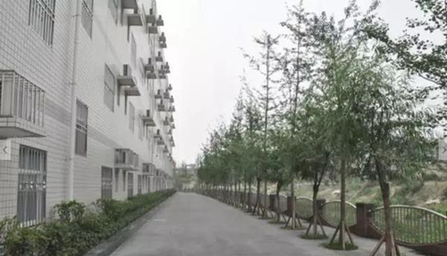 核工業(yè)成都機電學校校園行道