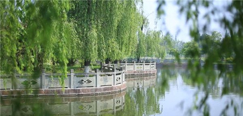 四川現(xiàn)代藝術學校湖畔垂柳