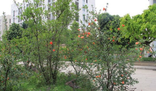 大邑縣技工學(xué)校校園花樹