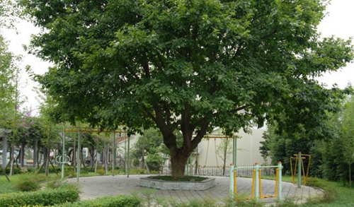宜賓三峽機電職業(yè)技術學?，F(xiàn)校區(qū)健身綠道