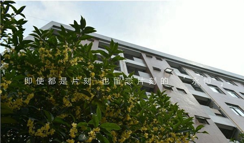中國(guó)五冶大學(xué)（高新校區(qū)）校園桂花