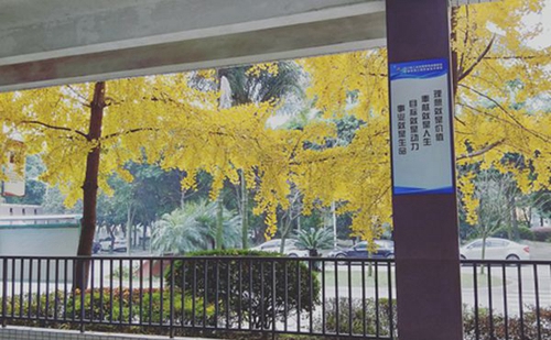 四川核工業(yè)技師學院成都溫江校區(qū)校園秋葉