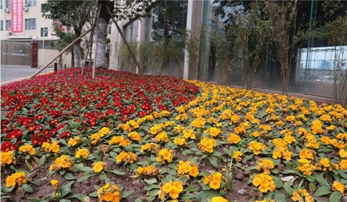 達(dá)州鳳凰職業(yè)技術(shù)學(xué)校校園內(nèi)盛開的鮮花2