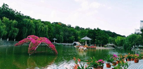 攀枝花市高級(jí)技工學(xué)校三角梅盛開