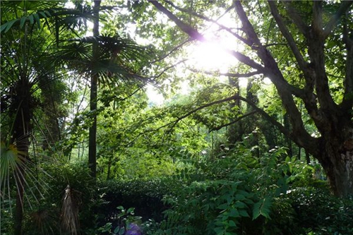 岳池縣職業(yè)技術(shù)學校校園綠化
