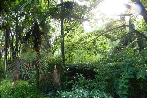 岳池縣職業(yè)技術(shù)學校校園綠植