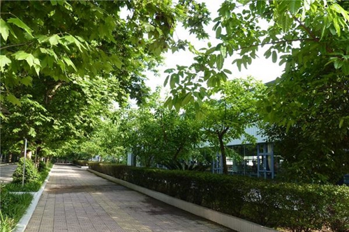 岳池縣職業(yè)技術(shù)學校校園小路