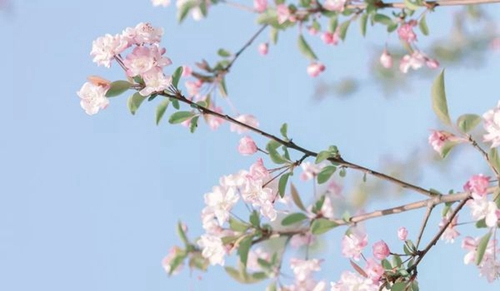 西南醫(yī)科大學(xué)附屬醫(yī)院衛(wèi)生學(xué)校（瀘州衛(wèi)校）海棠花