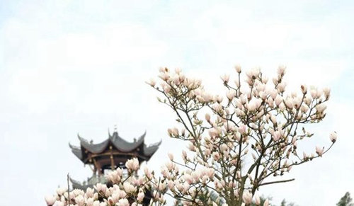 西南醫(yī)科大學(xué)附屬醫(yī)院衛(wèi)生學(xué)校（瀘州衛(wèi)校）美麗玉蘭