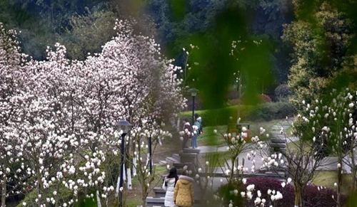西南醫(yī)科大學(xué)附屬醫(yī)院衛(wèi)生學(xué)校（瀘州衛(wèi)校）玉蘭花開