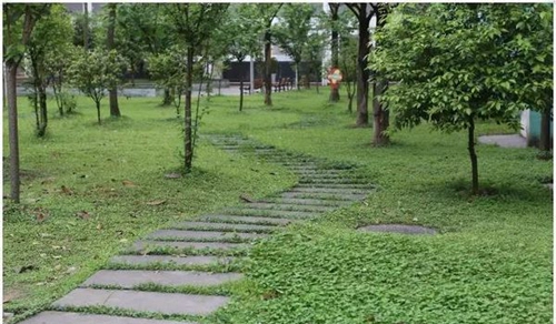 四川省敘永縣職業(yè)高級(jí)中學(xué)校校園小路
