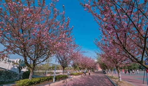 四川交通職業(yè)技術(shù)學院浪漫花路