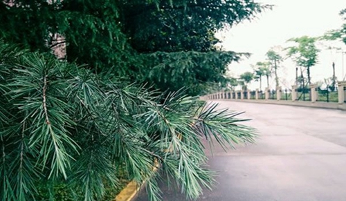 江陽城建職業(yè)學院校園小道