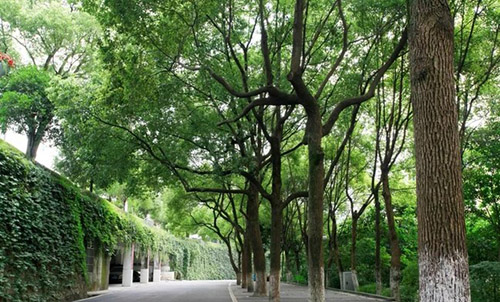 重慶科創(chuàng)職業(yè)學院香樟樹