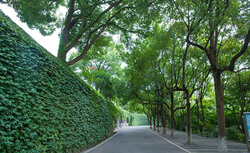 重慶科創(chuàng)職業(yè)學院美麗的“綠墻”