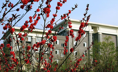 重慶能源職業(yè)學院校園春花