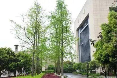 重慶公共運輸職業(yè)學(xué)院校園林木