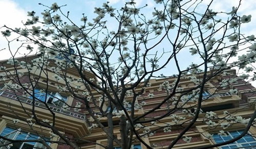 四川文化傳媒職業(yè)學院冬日校園
