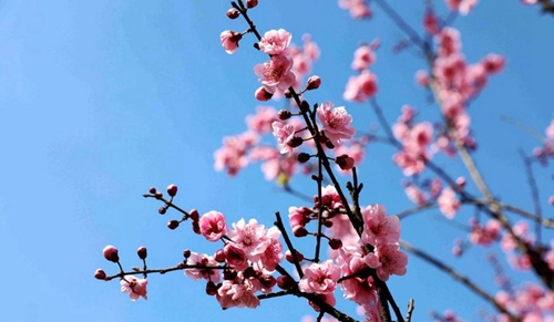 眉山藥科職業(yè)學(xué)院春花