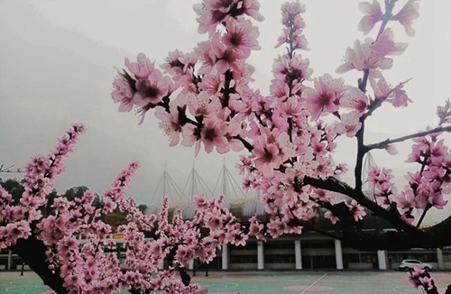 黔南民族醫(yī)學(xué)高等?？茖W(xué)?；ㄩ_校園