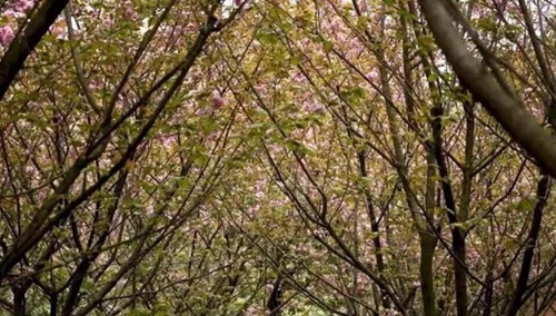 貴州電子信息職業(yè)技術(shù)學(xué)院群芳爭艷