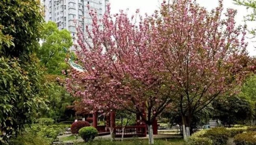 貴州電子信息職業(yè)技術(shù)學(xué)院校園一景