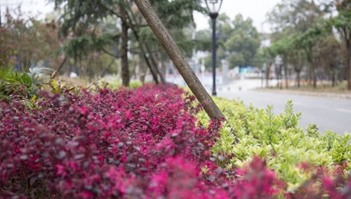 遵義職業(yè)技術(shù)學(xué)院校園花壇