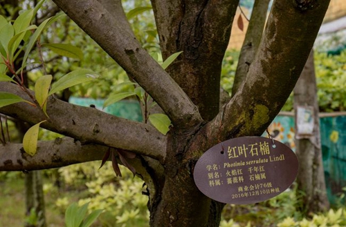 遵義職業(yè)技術(shù)學(xué)院紅葉石楠
