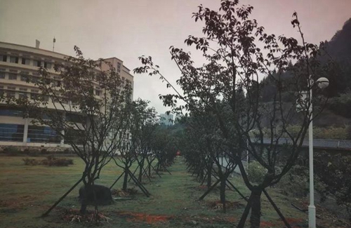 銅仁職業(yè)技術(shù)學(xué)院校園草坪