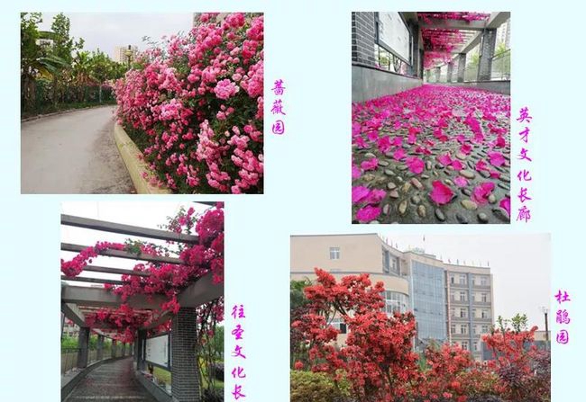 榮縣一中學(xué)校花園