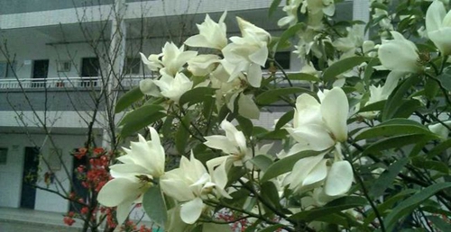 四川省德陽市第三中學(xué)校園風(fēng)光