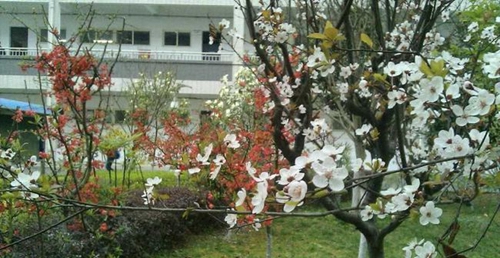 四川省德陽市第三中學(xué)校園風(fēng)光1