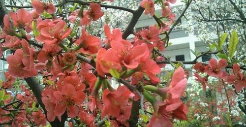四川省德陽市第三中學(xué)校園風(fēng)光2