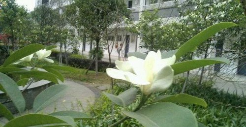 四川省德陽市第三中學(xué)校園風(fēng)光3