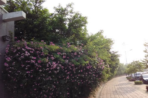 四川省德陽市第三中學(xué)校園景色1