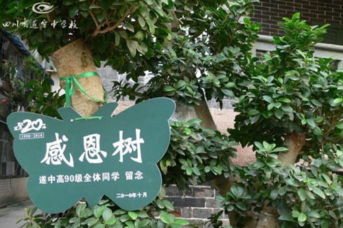 遂寧中學感恩樹