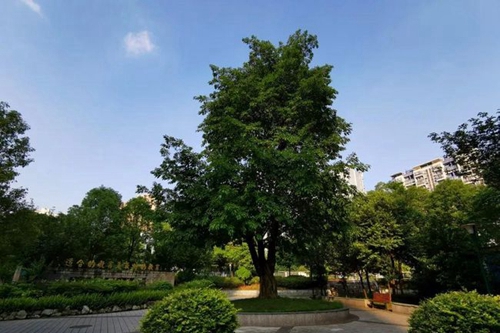 四川省成都市第三中學校園綠化