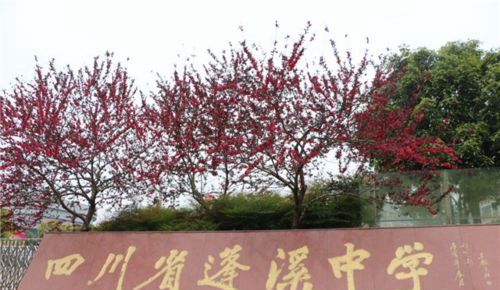 蓬溪中學(xué)校園美景1